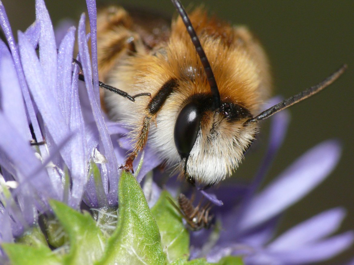 Buszujący w płatkach - samiec obrostki