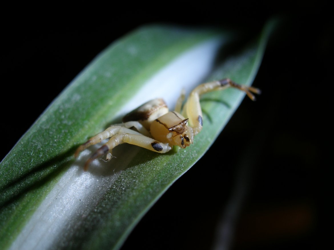 Thomisus spectabilis, nie ma polskiej nazwy. Należy do pająków krabokształtnych, okaz pochodzi z Australii. Fot. prof. Paweł Szymkowiak