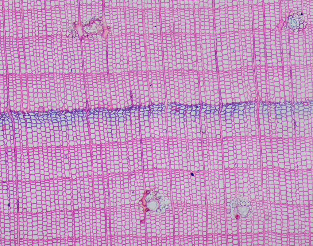 Zdjęcie mikroskopowe próbki sosny