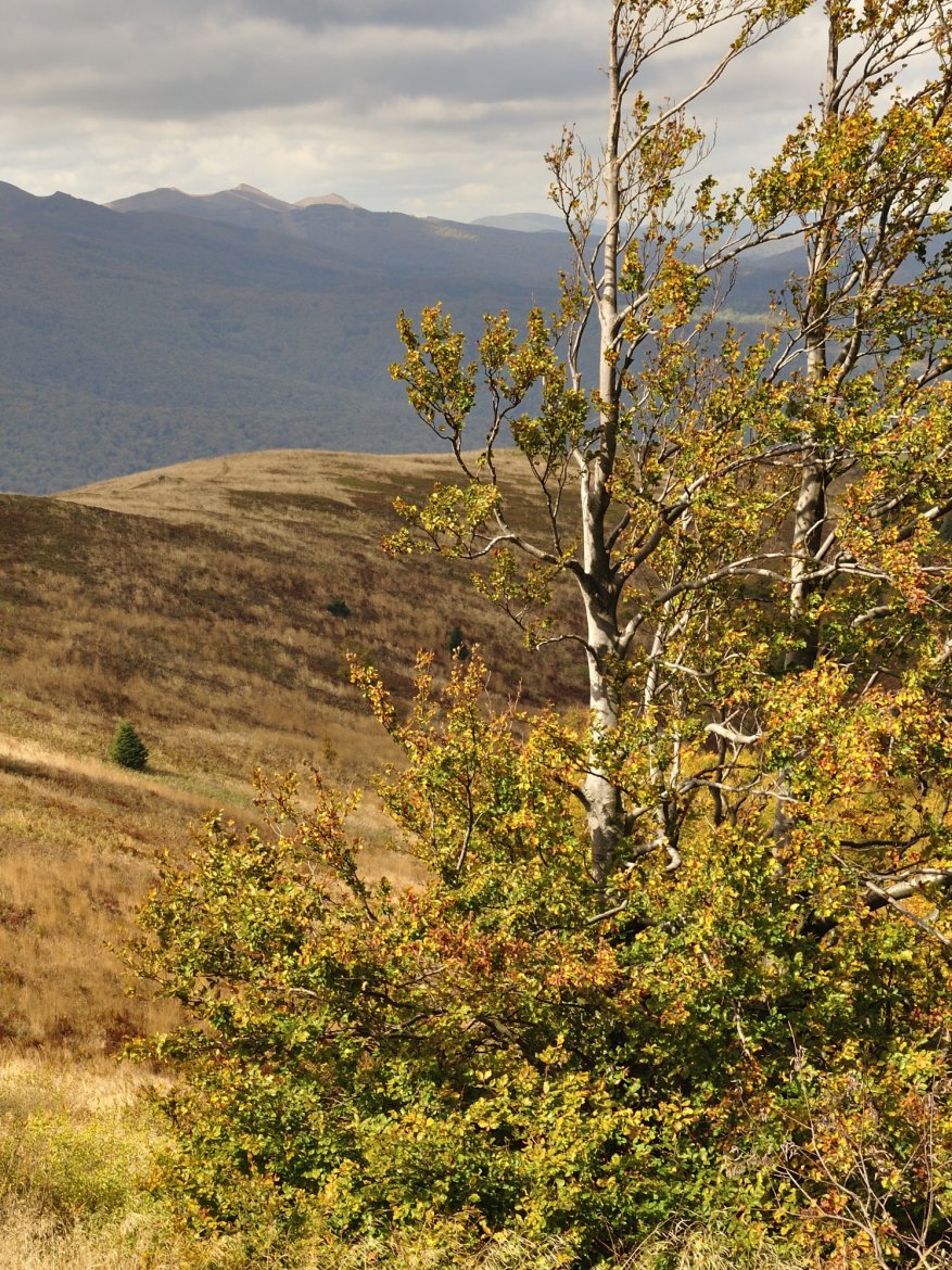 Dr Michał Bogdziewicz bada  czy drzewa dostosowują się do zmian klimatu fot. Julia i Stanisław Pagacz