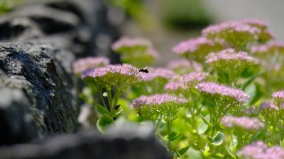 Ogród Botaniczny UAM. fot. Władysław Gardasz