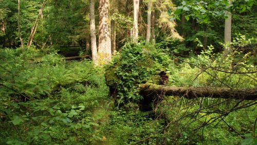 Puszcza Białowieska