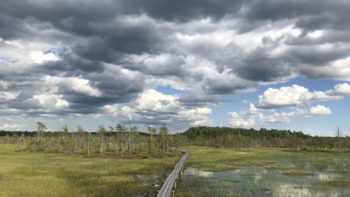 Syberyjskie torfowiska, fot. Michał Słowiński