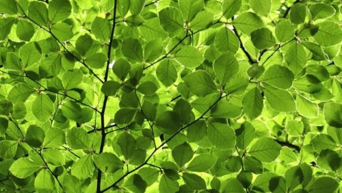 Fot. Julia Witczuk, Stanisław Pagacz