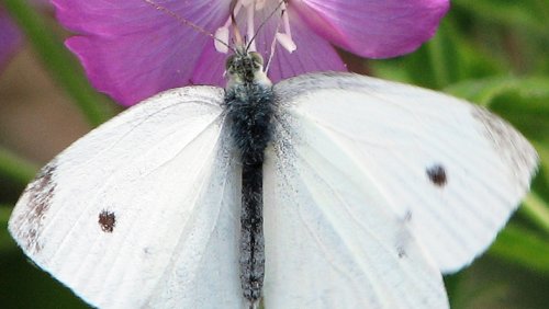 Motyl kapustnik, fot. Wikipedia