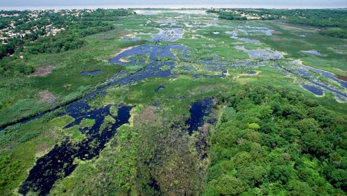 Mokradła w Cape May, New Jersey, fot. Anthony Bley, U.S. Army Corps of Engineers