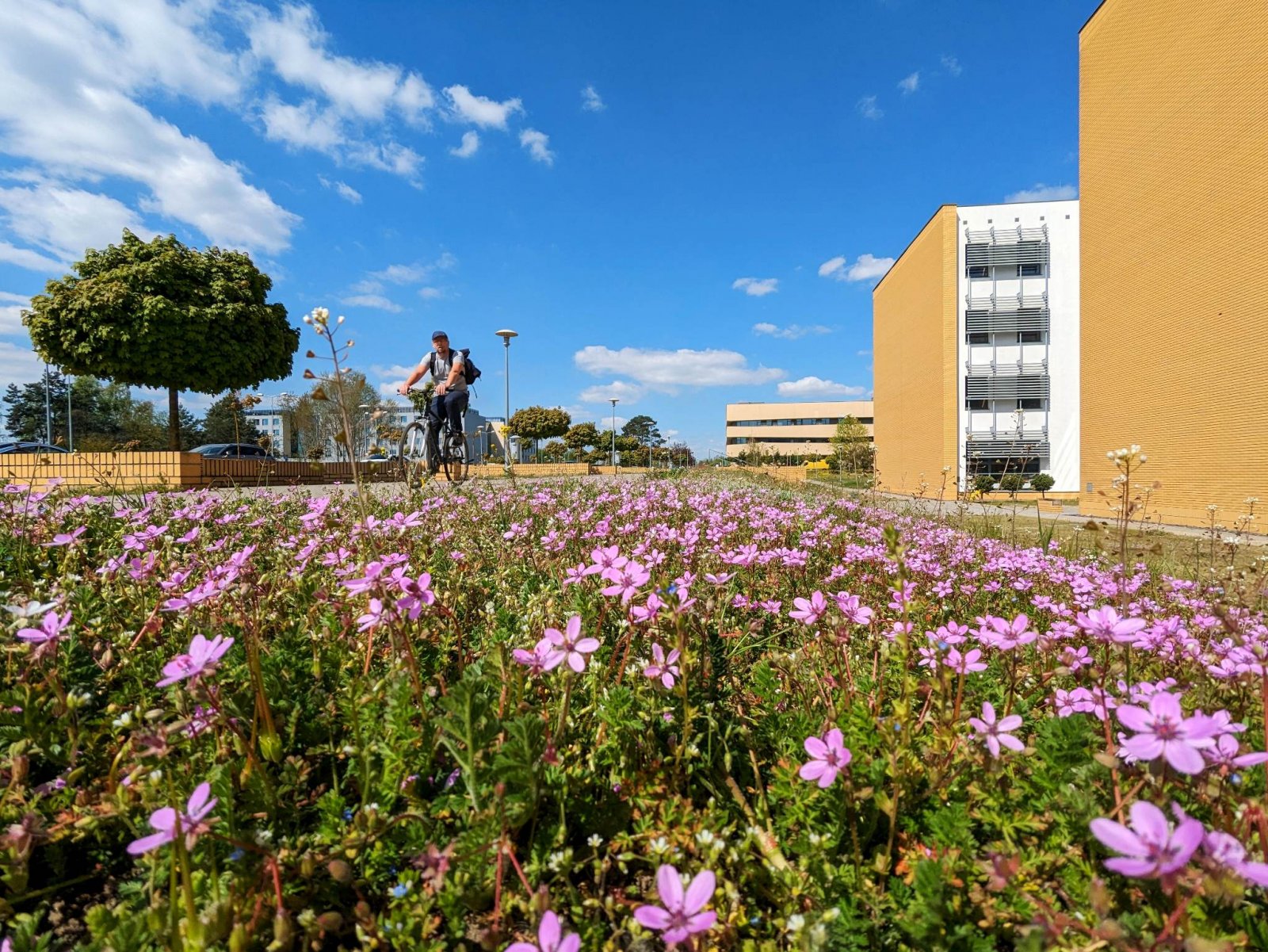 Wiosenny Kampus Morasko