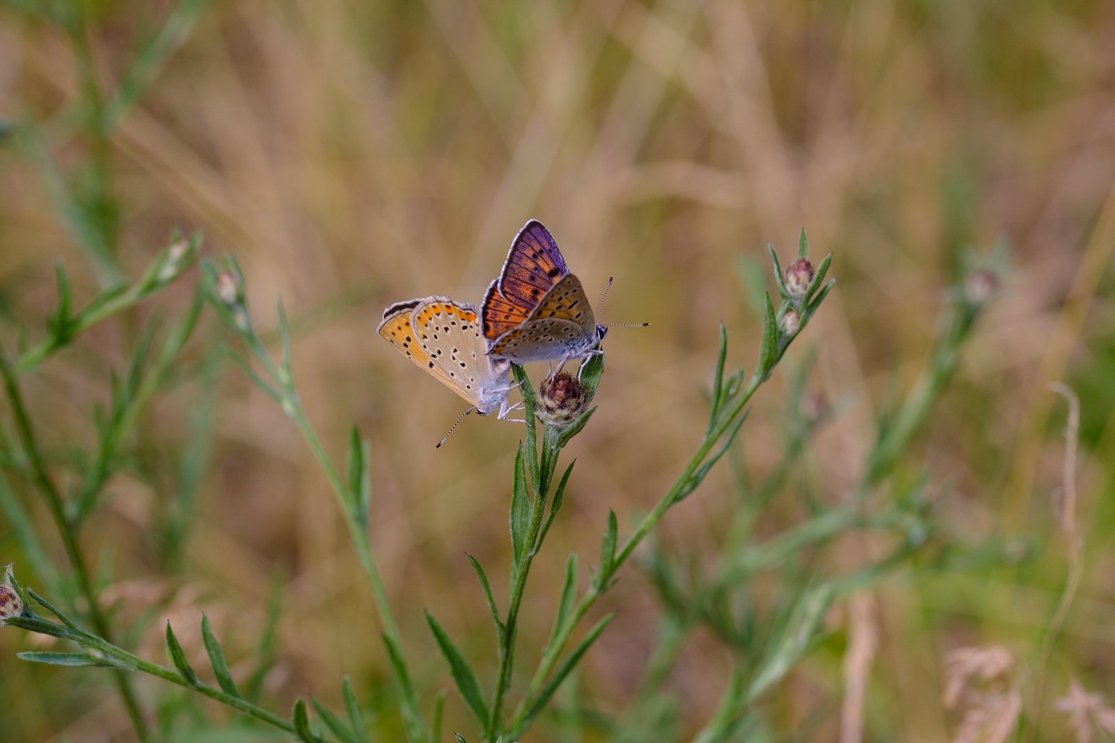 Łąki i murawy na Kampusie Morasko