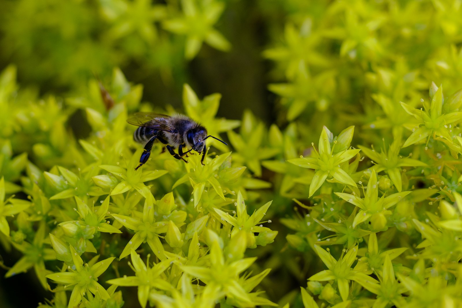 Łąka na Kampusie Morasko