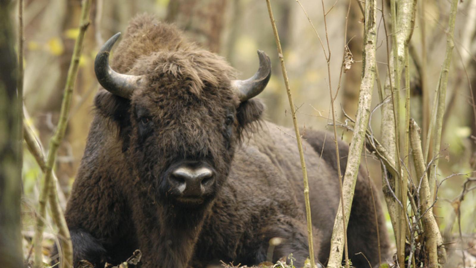 Klasyka z puszczy...