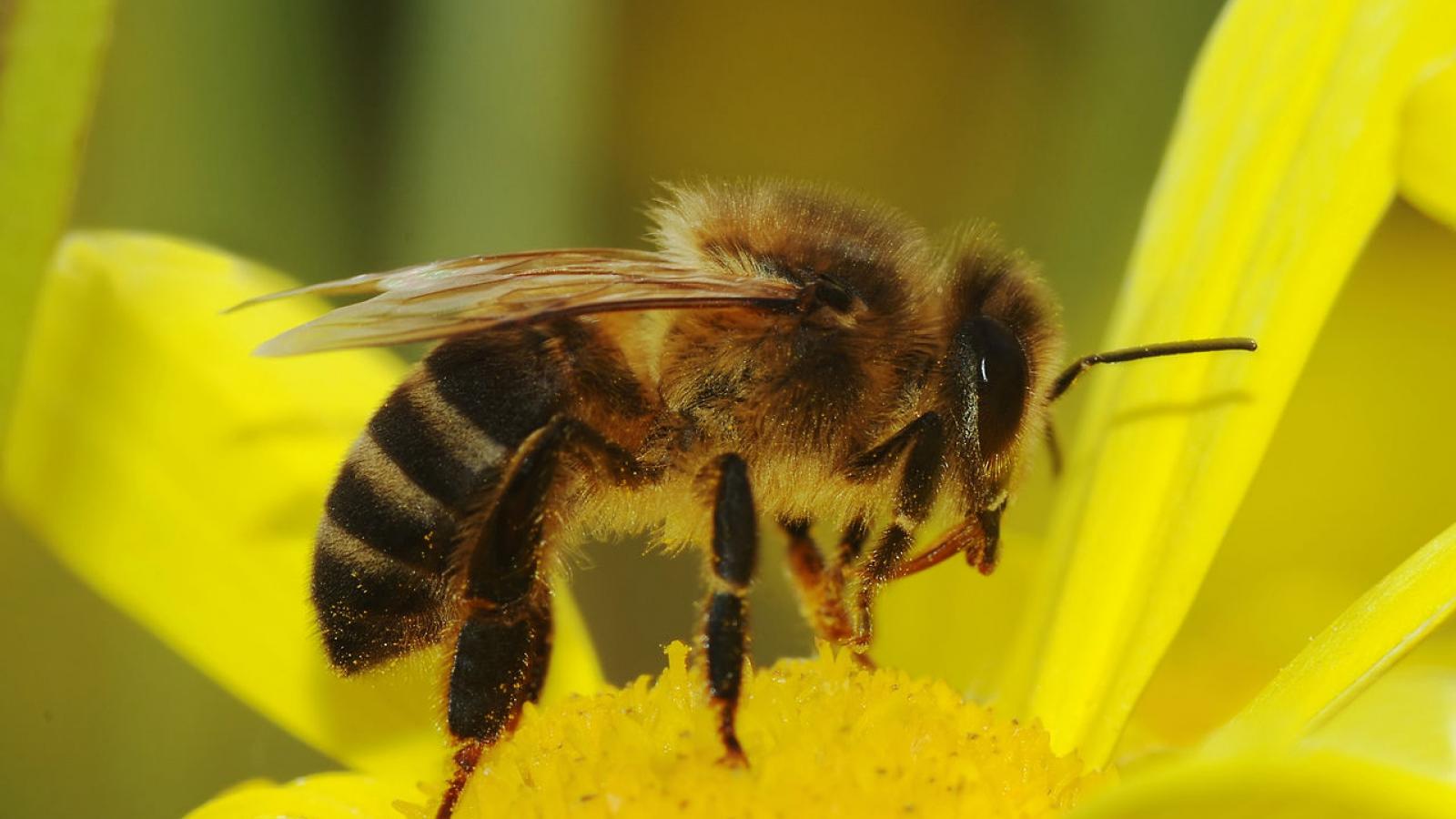 Jedno z zadań "Kolaboratorium UAM" propaguje miejskie pasieki