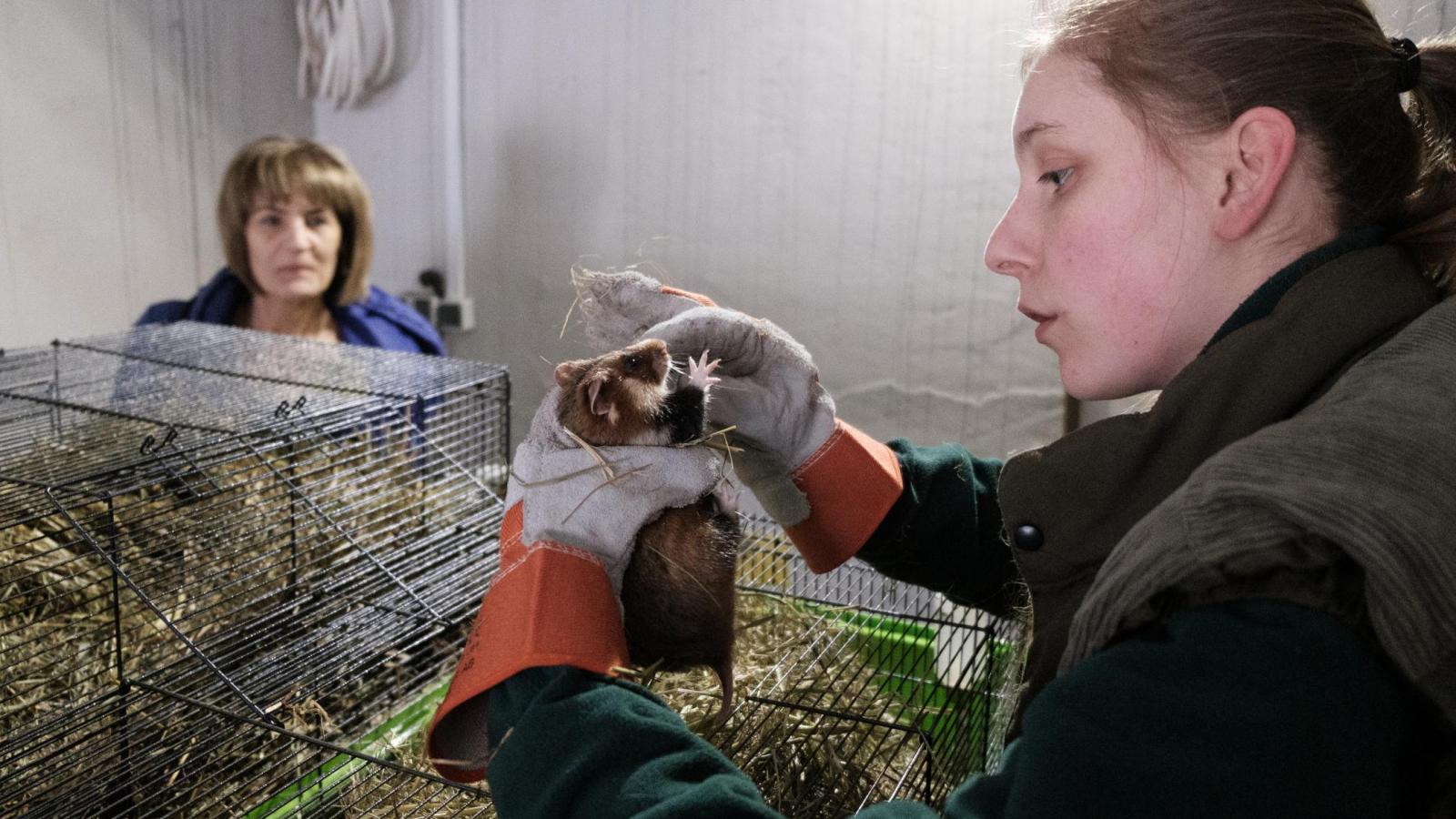 W poznańskim Starym ZOO rodzą się nowe pokolenia chomików europejskich, które trafiają na wolność w Jaworznie. Na zdjęciu Anna Marchewka z chomikiem, w głębi prof. Joanna Ziomek, fot. Adrian Wykrota