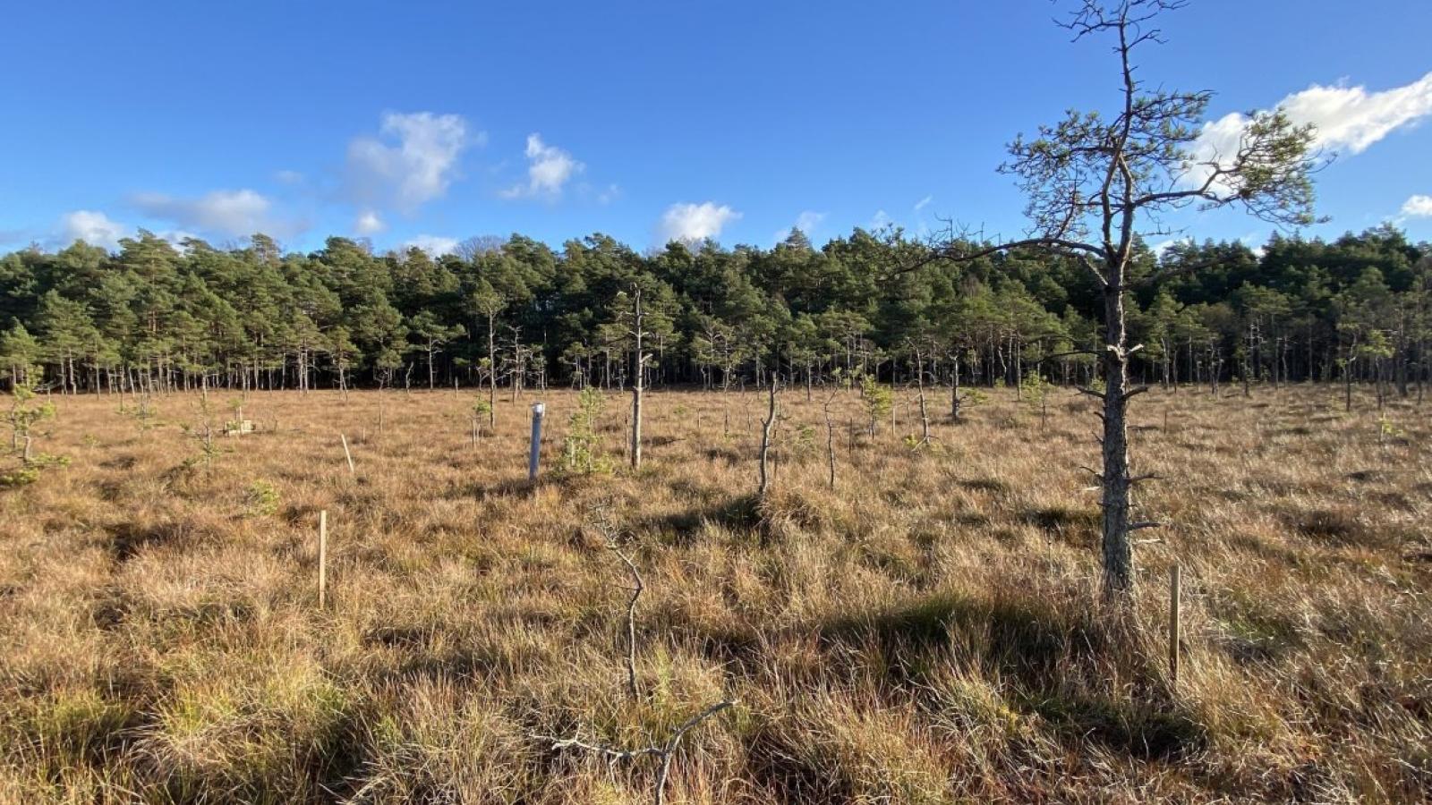 Bagno Kusowo - jedno z najlepiej zachowanych torfowisk wysokich w Polsce - pod stopami 8 metrów torfu (fot M. Lamentowicz)