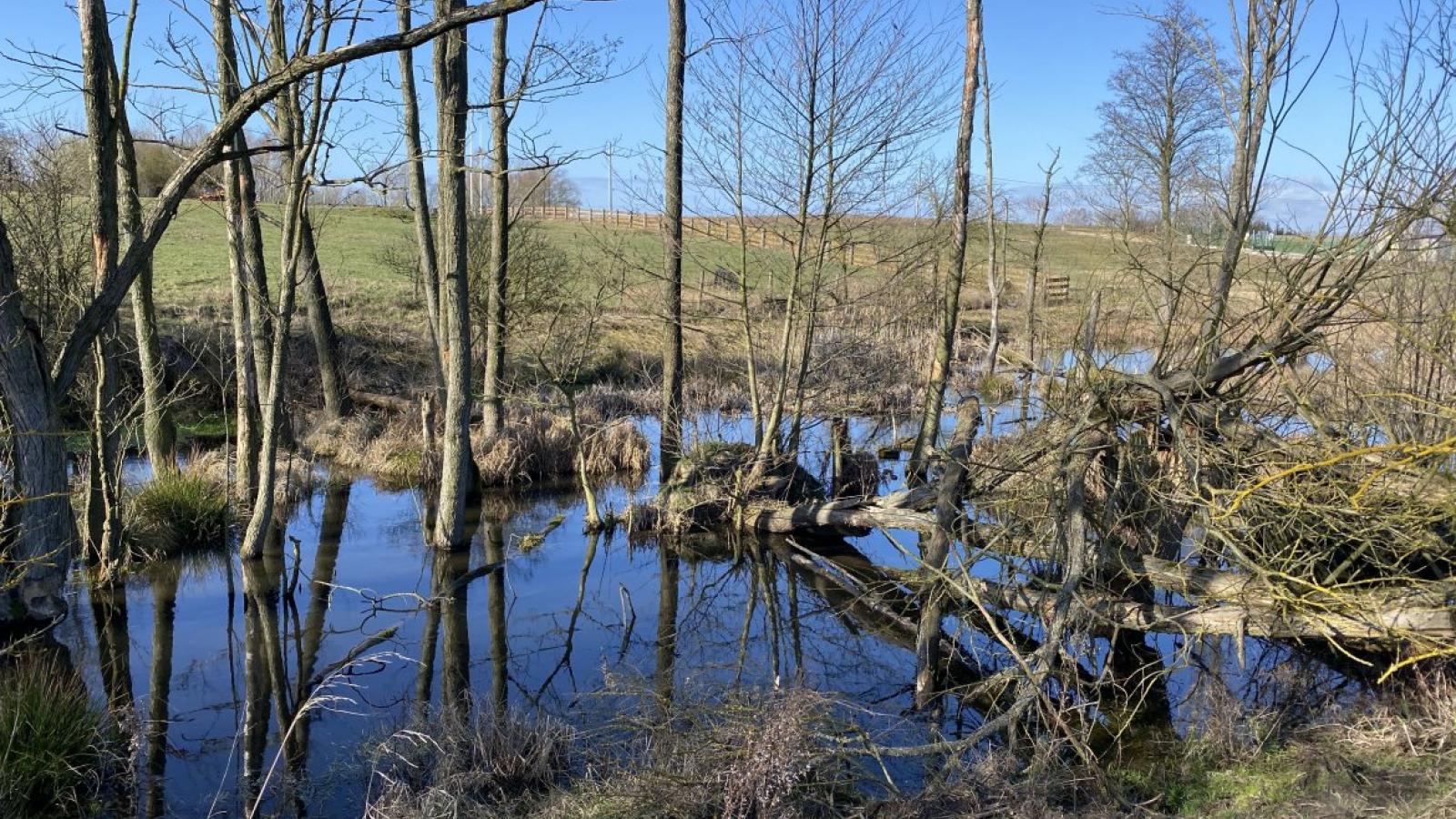 Światowy Dzień Mokradeł