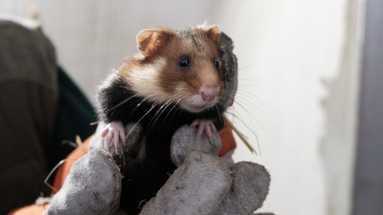 Chomik europejski z poznańskiej hodowli, fot. Adrian Wykrota