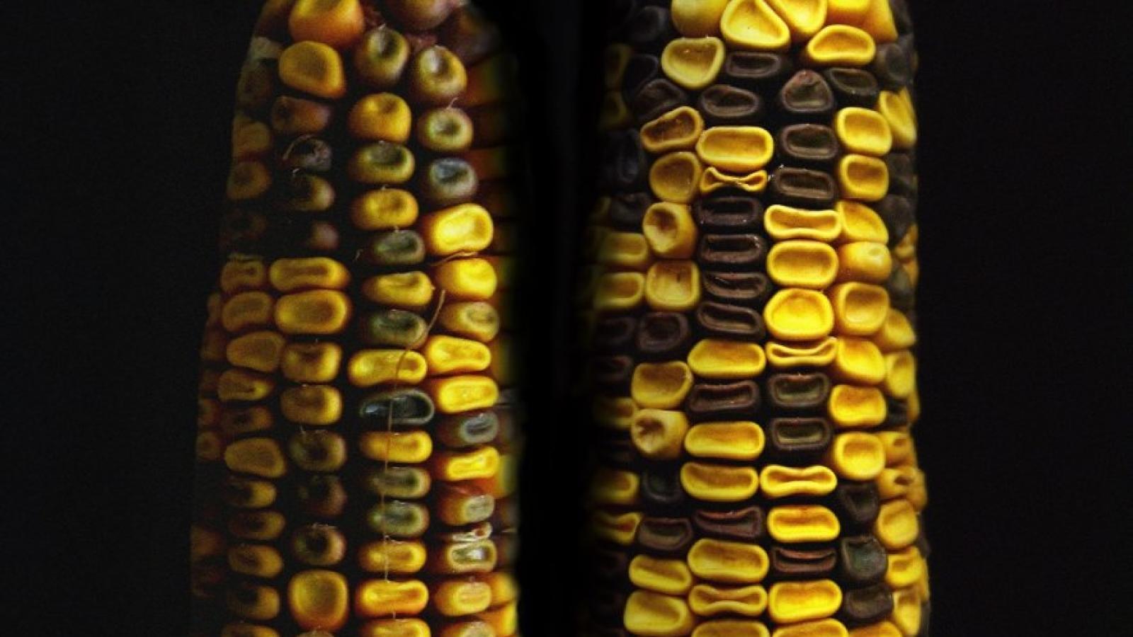 Fot. Mikhail Mikhailov (Państwowy Uniwersytet Mołdawski w Kiszyniowie), opracowanie graficzne: Julia Ziółkowska