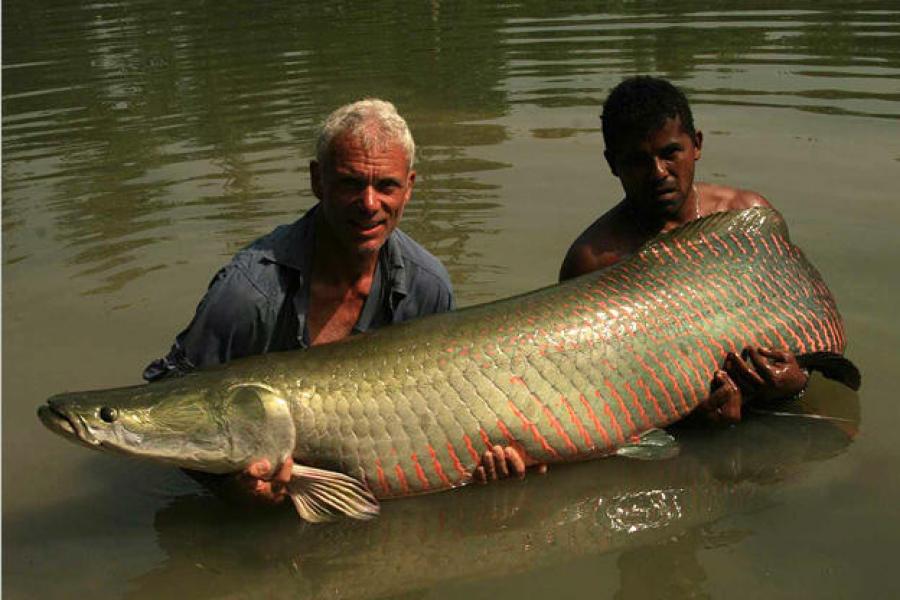 Arapaima. Fot. Animal Planet