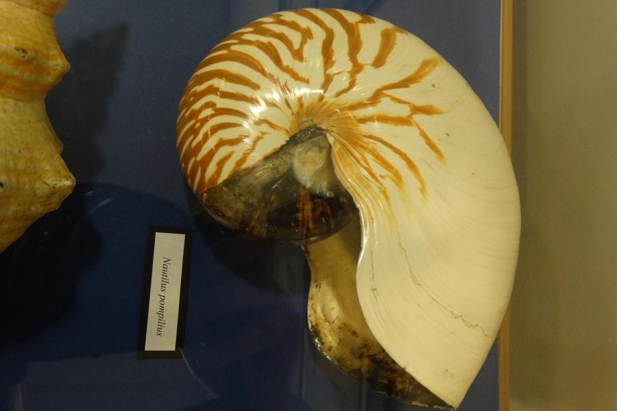 Fot. Karolina Foedke