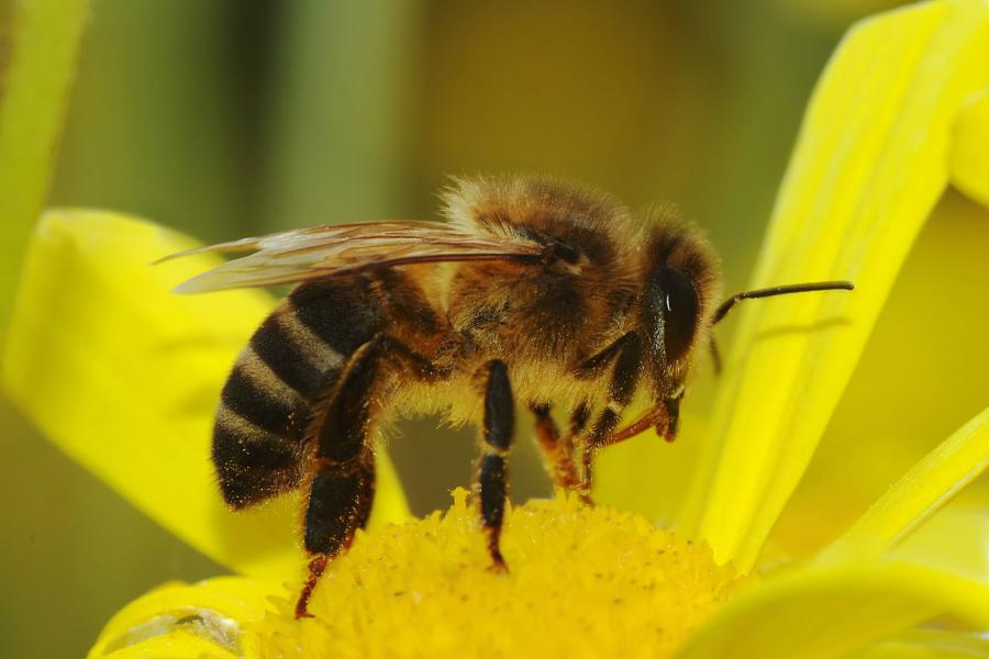 Jedno z zadań "Kolaboratorium UAM" propaguje miejskie pasieki