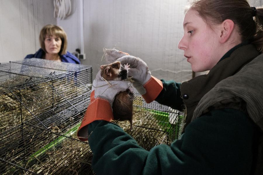 W poznańskim Starym ZOO rodzą się nowe pokolenia chomików europejskich, które trafiają na wolność w Jaworznie. Na zdjęciu Anna Marchewka z chomikiem, w głębi prof. Joanna Ziomek, fot. Adrian Wykrota