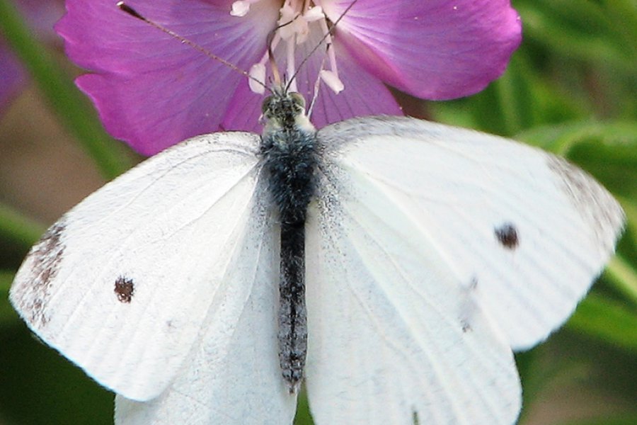 Motyl kapustnik, fot. Wikipedia