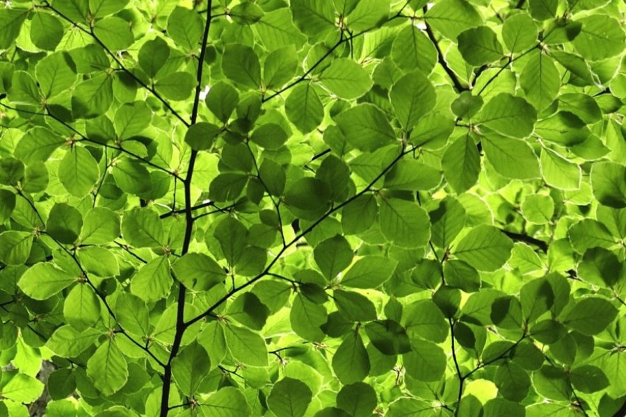 Fot. Julia i Stanisław Pagaczowie