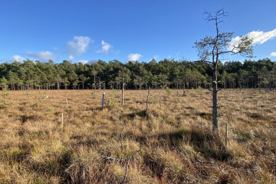 Bagno Kusowo - jedno z najlepiej zachowanych torfowisk wysokich w Polsce - pod stopami 8 metrów torfu (fot M. Lamentowicz)