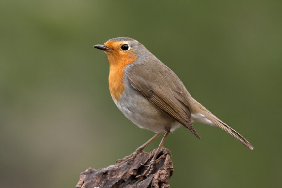 Dr Przemysław Kurek jest współautorem publikacji w Nature. fot. freepik.com